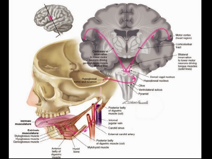 hypoglossal nerve