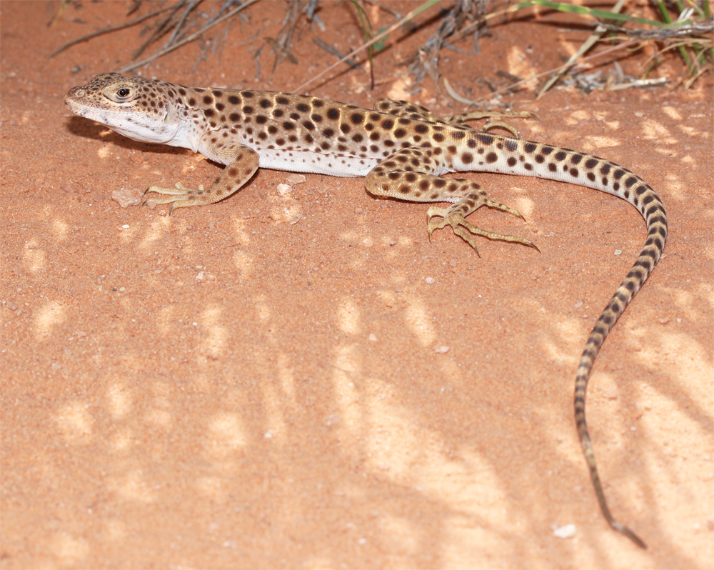 Cuyamaca Woods Mountain Journal A Diversion to Southern Utah, Part 1