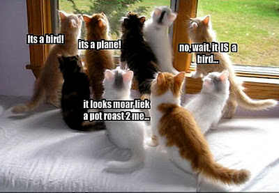Funny Cat Memes Funny Cat Memes