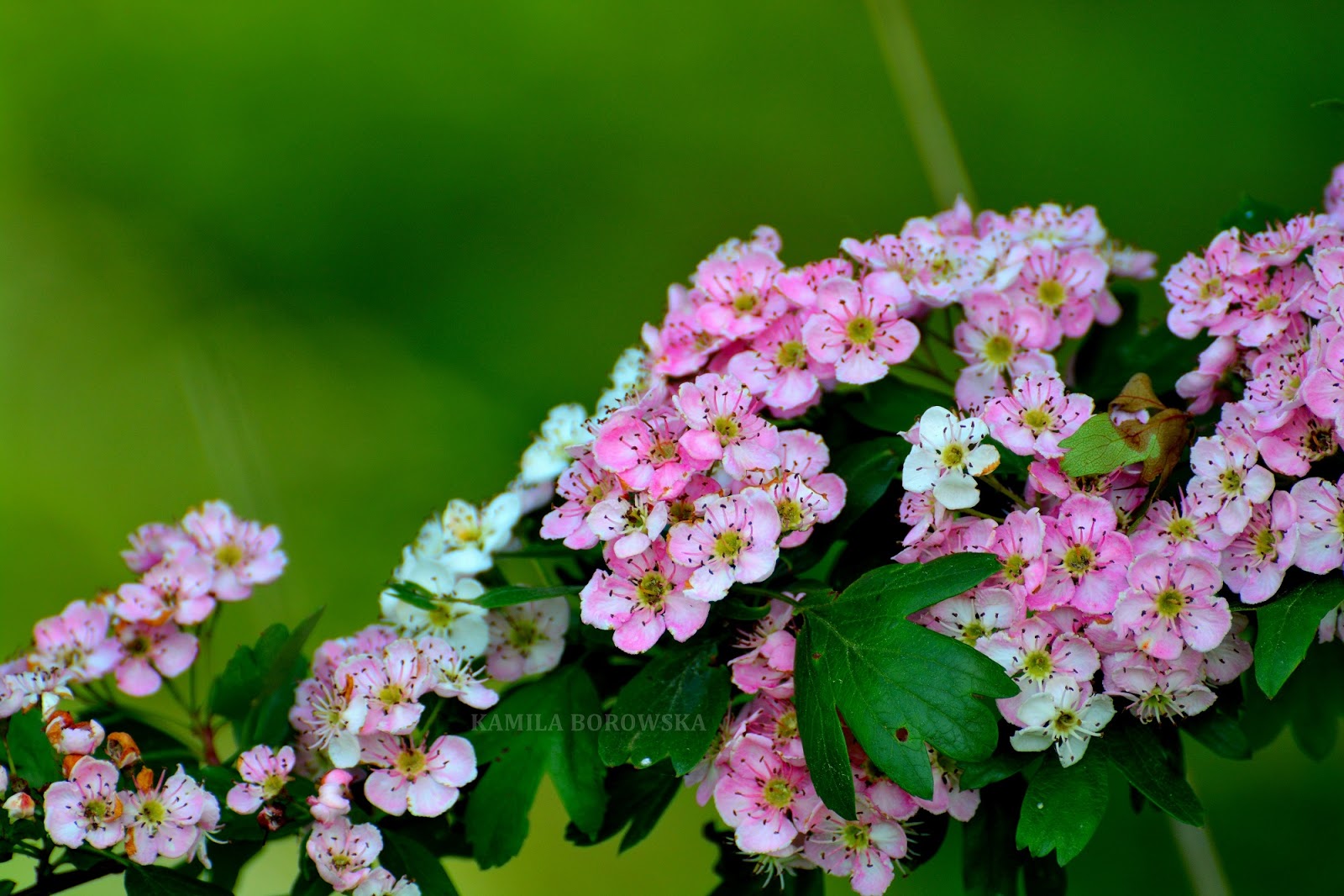 DSC_0653.JPG
