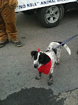 11/21/11Scooter & Other Dogs and Cats in WV shelter need homes. Transport Help Available