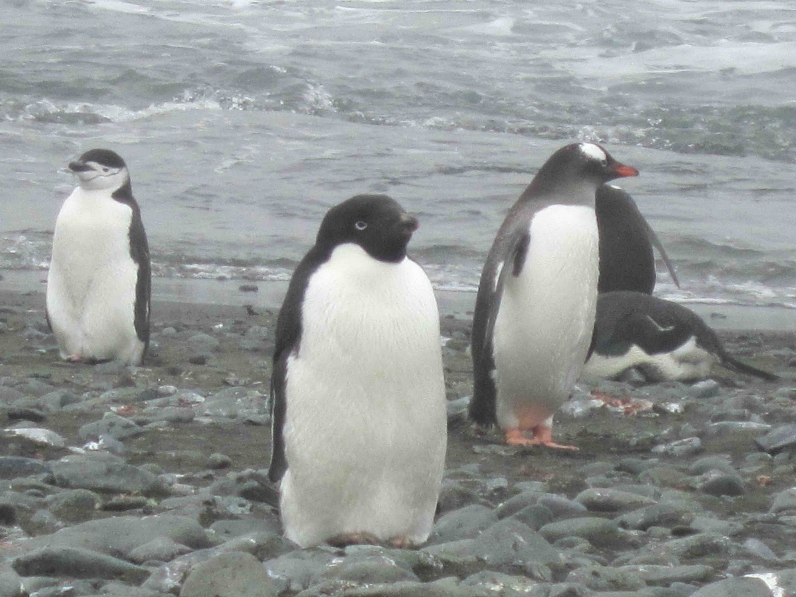 Where do penguins live Where do penguins live