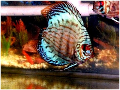 Discus Fish Discus Fish