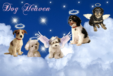 Friend Dogs Present Friend Dogs Present