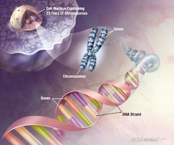 cromosoma / genes
