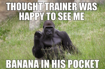 happy gorilla funny win