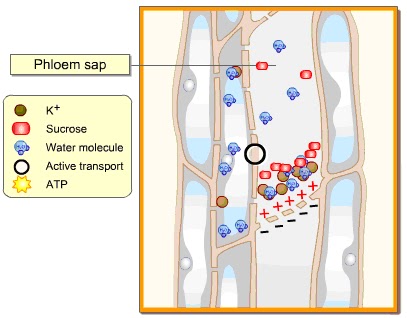 Accumulation Of Sucrose Ringing Accumulation Of Sucrose Ringing