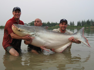 Giant+mekong+catfish+world+record