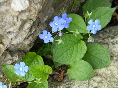 Omphalodes verna Moench (Borrana)