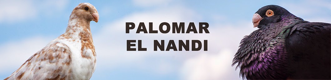 Criador de palomos El Nandi