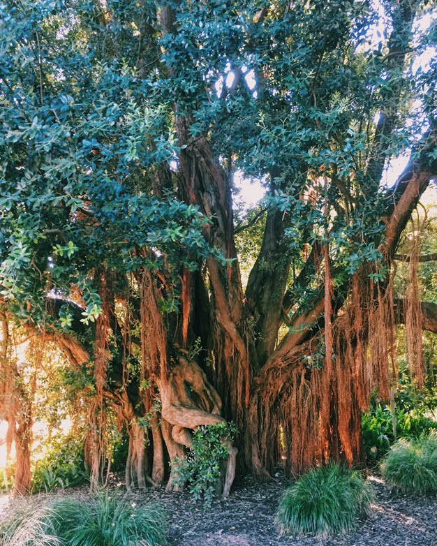 Virtually Nonexistent San Francisco Botanical Garden Golden Gate