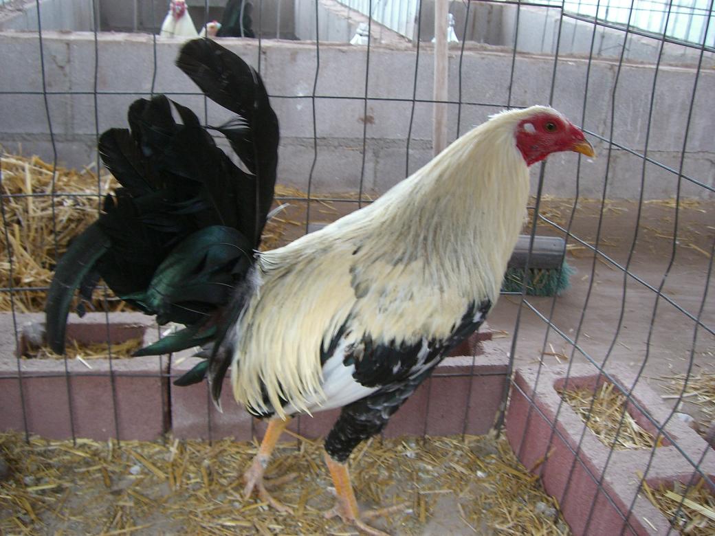 download Sex, Sexuality And The Autism