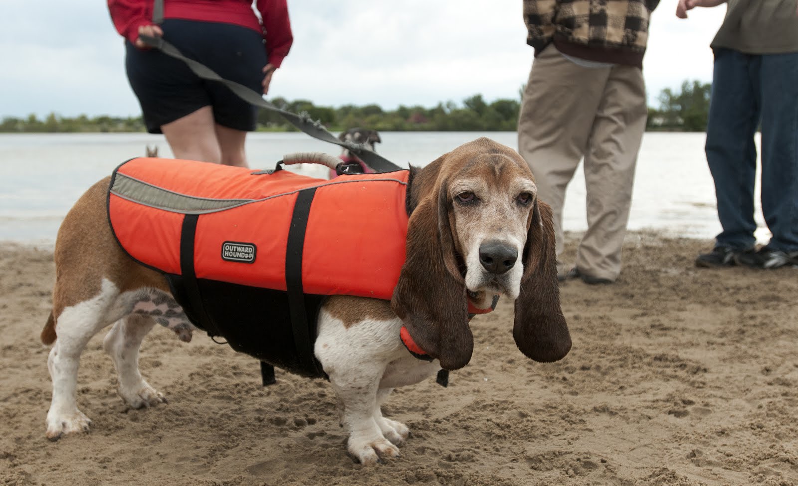 Brittney Lohmiller Photography Basset Hounds sink