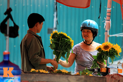 [Image: nho-mua-hoa-huong-duong-vao-he-9.jpg]