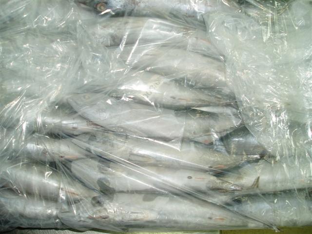 Butterworth Seafoods: FRIGATE TUNA - YEMEN ORIGIN