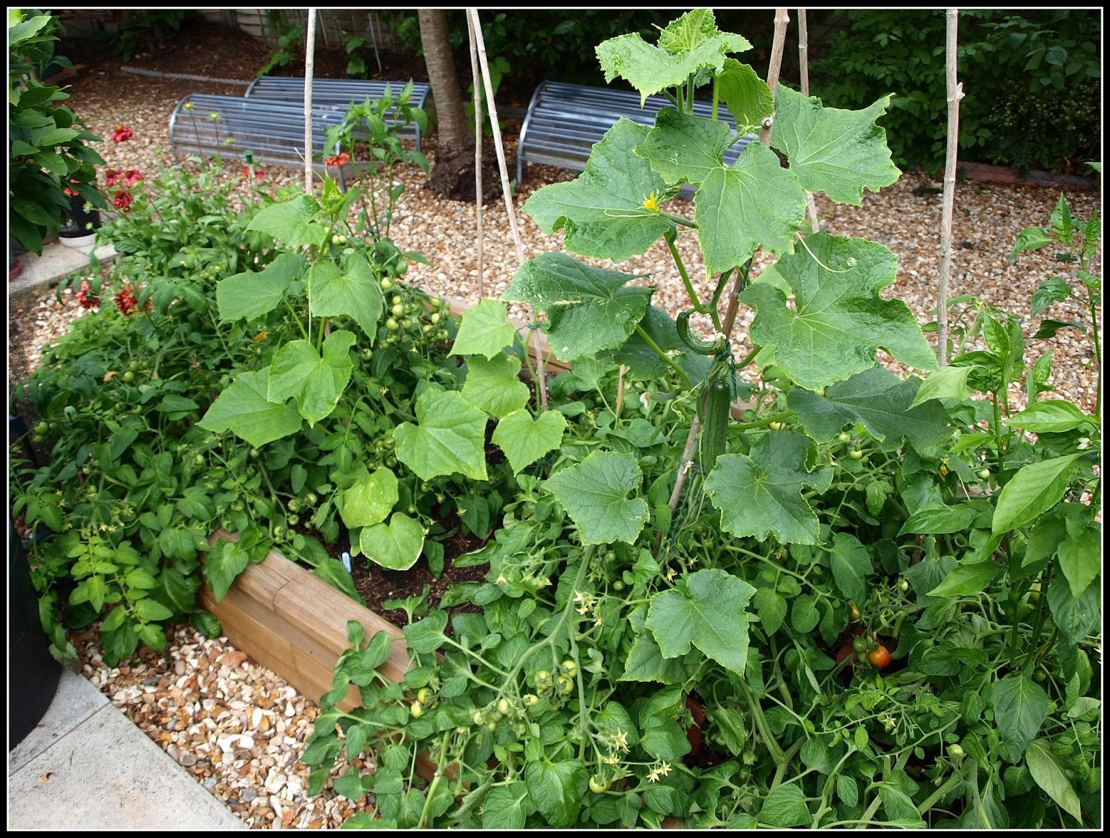 Mark's Veg Plot: The Woodblocx raised bed