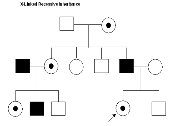 recessive pedigree chart. recessive pedigree chart. recessive cancer pedigree