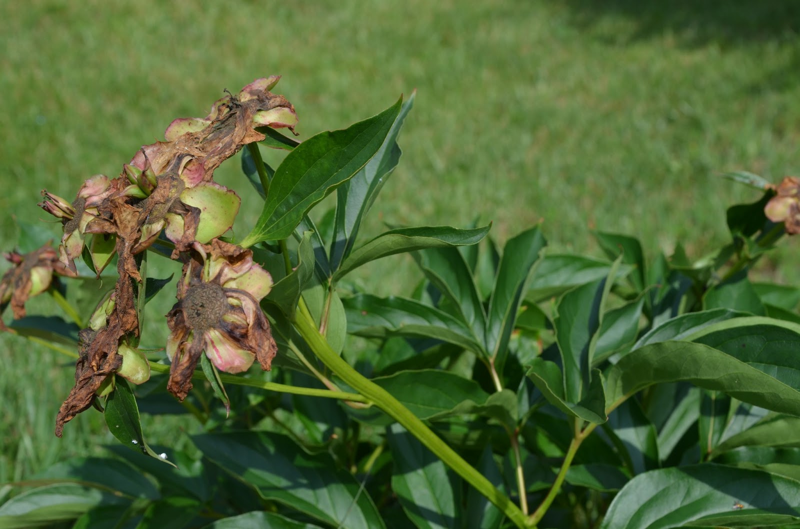 Southern Peony 2013 How to Deadhead an Herbaceous Peony