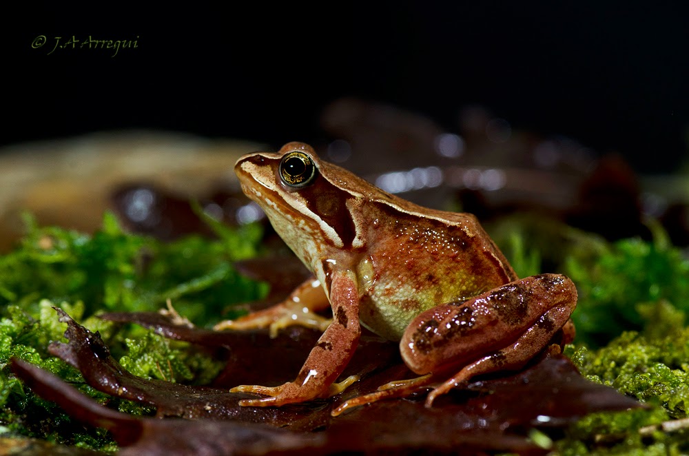 Rana bermeja, Rana temporaria, Common frog Rana bermeja, Rana temporaria, Common frog