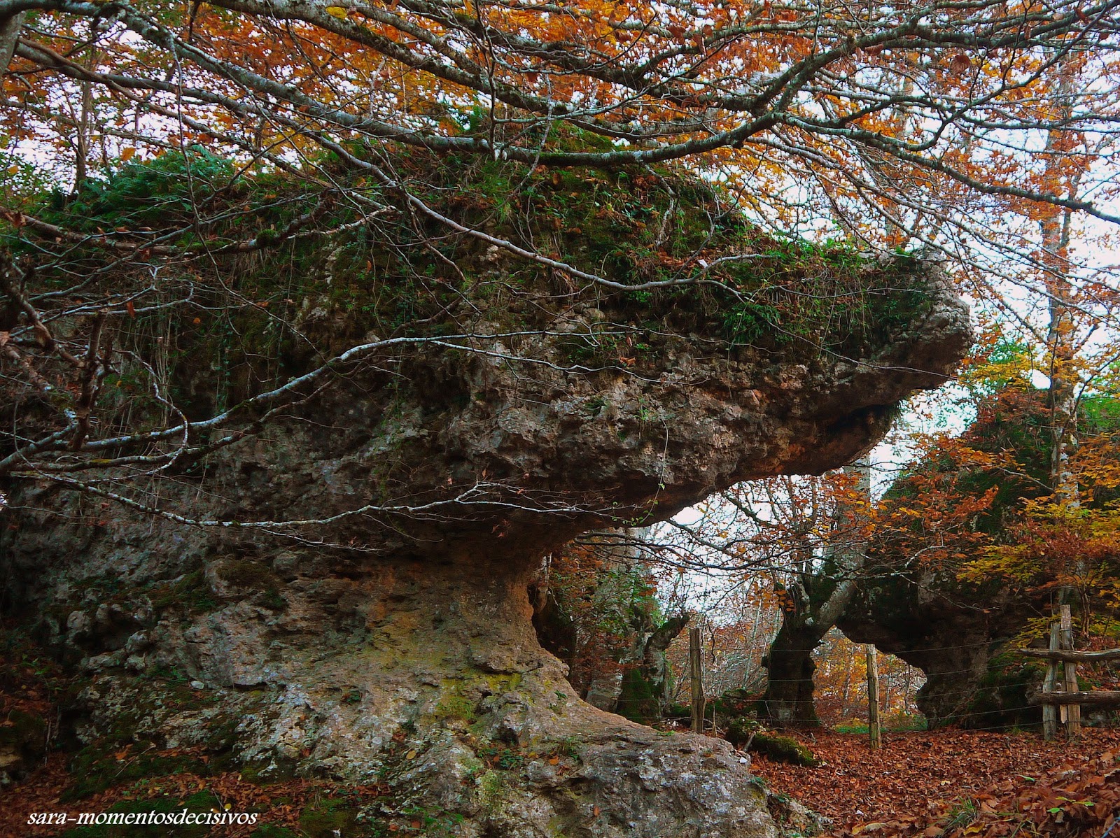 MOMENTOS DECISIVOS BOSQUE ENCANTADO DE ARTEA EN LARRAONA