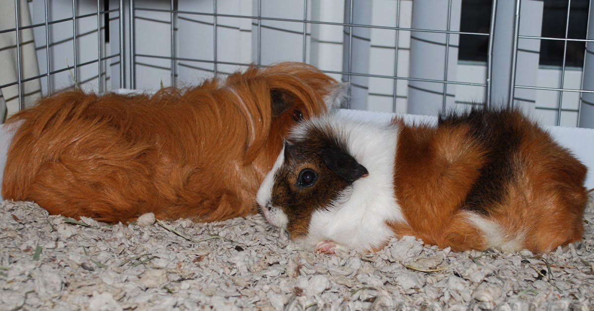 Cali Cavy Collective a blog about all things guinea pig Secrets of