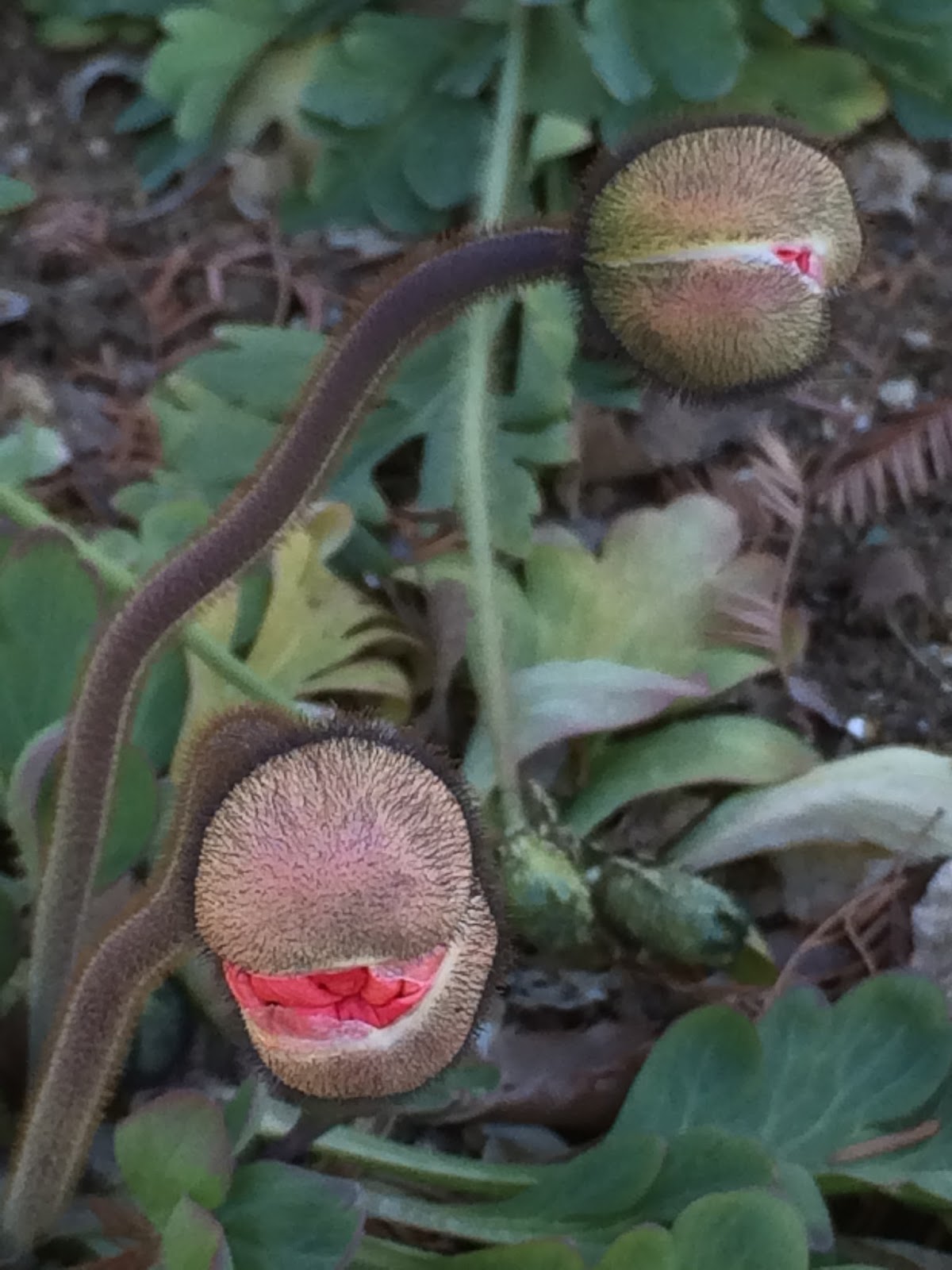 1108の鮮やか黄色のアイスランドポピーの花の横に、黒い毛におおわれた茎と蕾を見つけた。 茎や葉に細かい毛を生やす植物は多いが、黒い毛と言うのは珍しい。