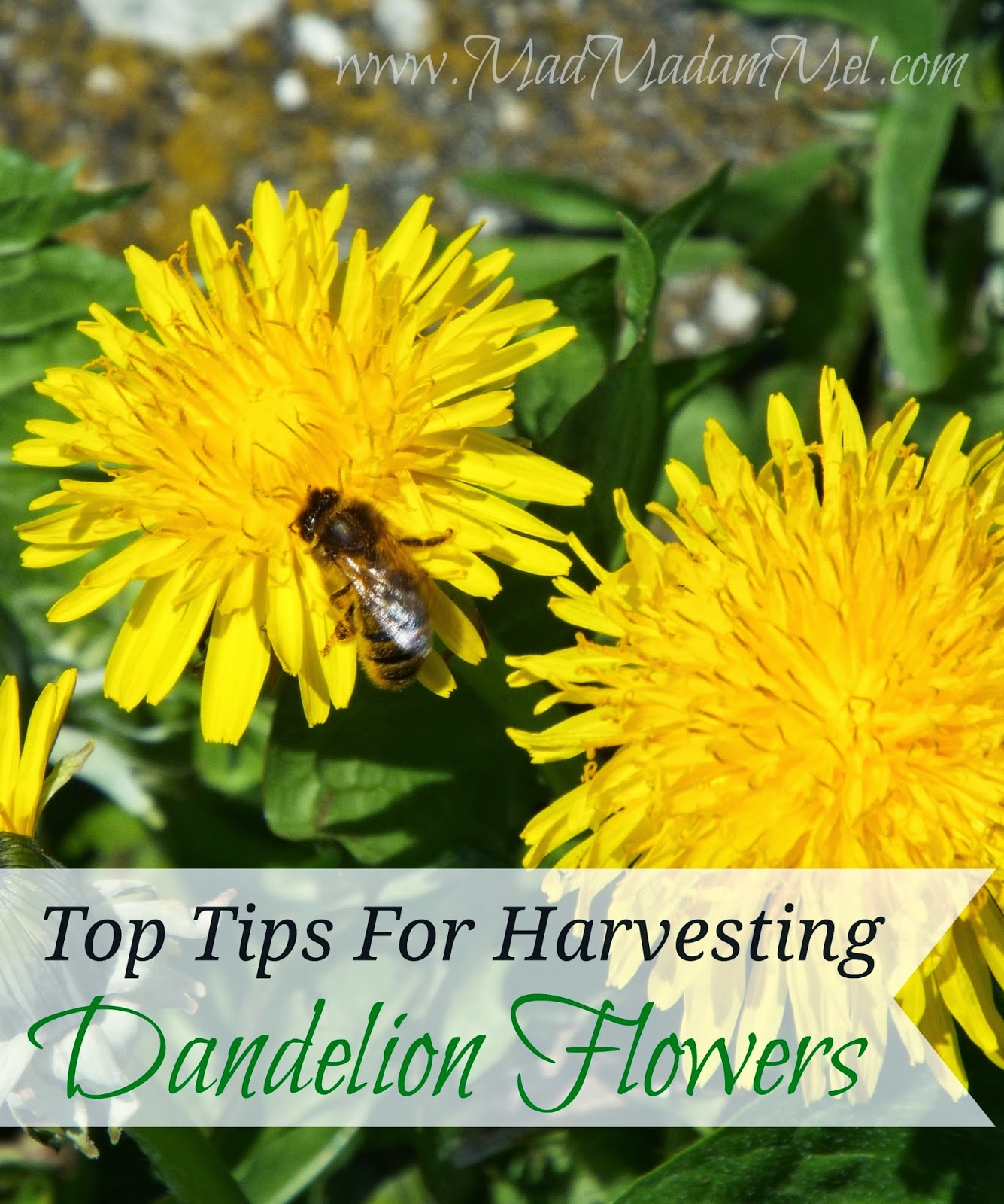 Mad Madam Mel Top Tips for Harvesting Dandelion Flowers