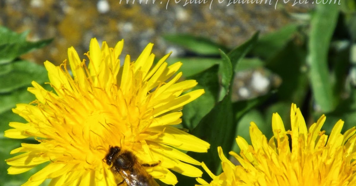 Mad Madam Mel Top Tips for Harvesting Dandelion Flowers