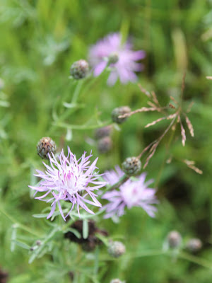 purple flowers in a field