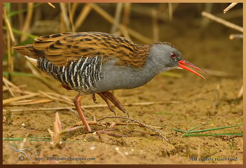 Rallus aquaticus - http://1000-pattes.blogspot.com/