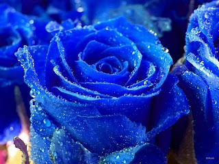 blue rose wallpaper