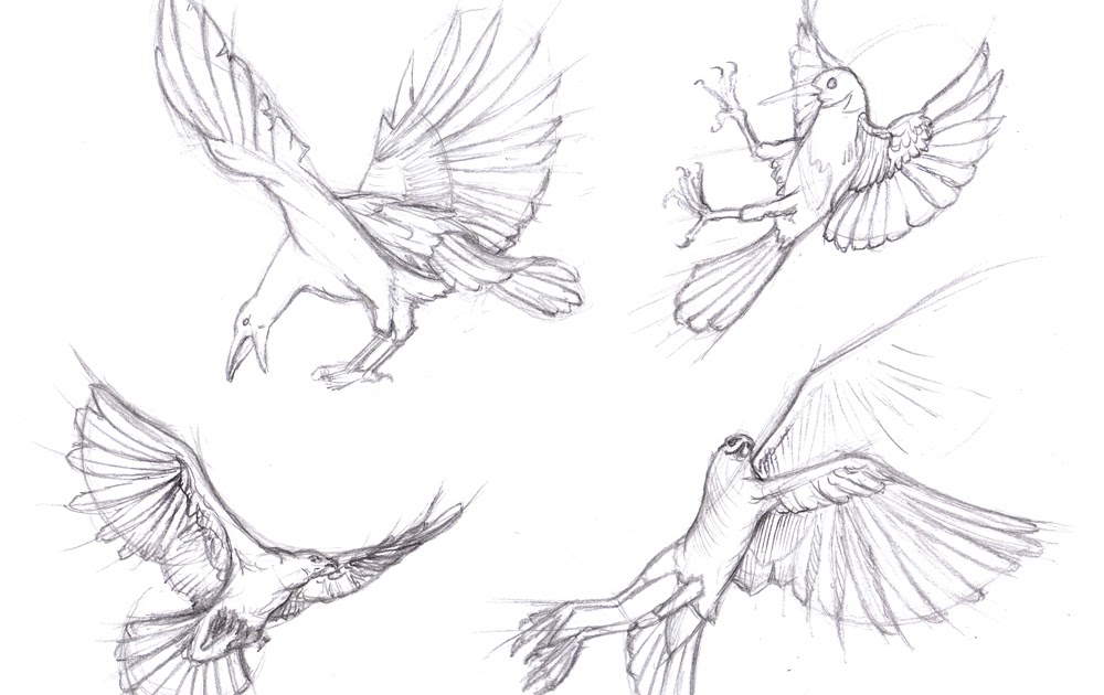Magellin . Blog: Bird Gestures