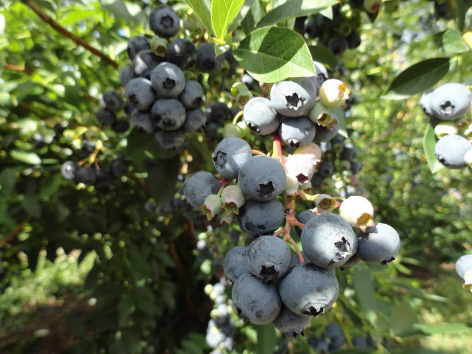 RuthinianGregoire It's Blueberry Season in Maine