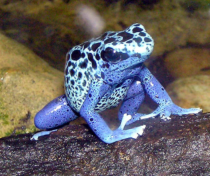 blue arrow frog