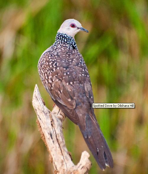 Pemikat Tekukur Spesis Tekukur