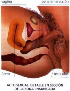 A todos los muchachos los pequeños miembros