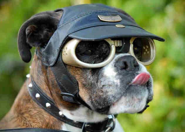 Doggles Doggles