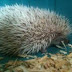 Sifat Landak Mini ( HEDGEHOG )