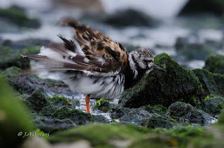 Vuelvepiedras común, Arenaria interpres, Turnstone