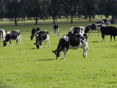 Economics-Dairy-Farming-India ... related to Indian Economy: Introduction of Dairy Farming in India