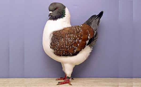 Merpati Hias Gazzi Modena Si Butek Nan Anggun