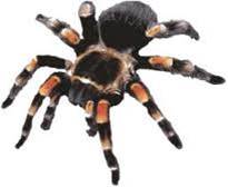 Animales Vertebrados e Invertebrados: Animales Invertebrados