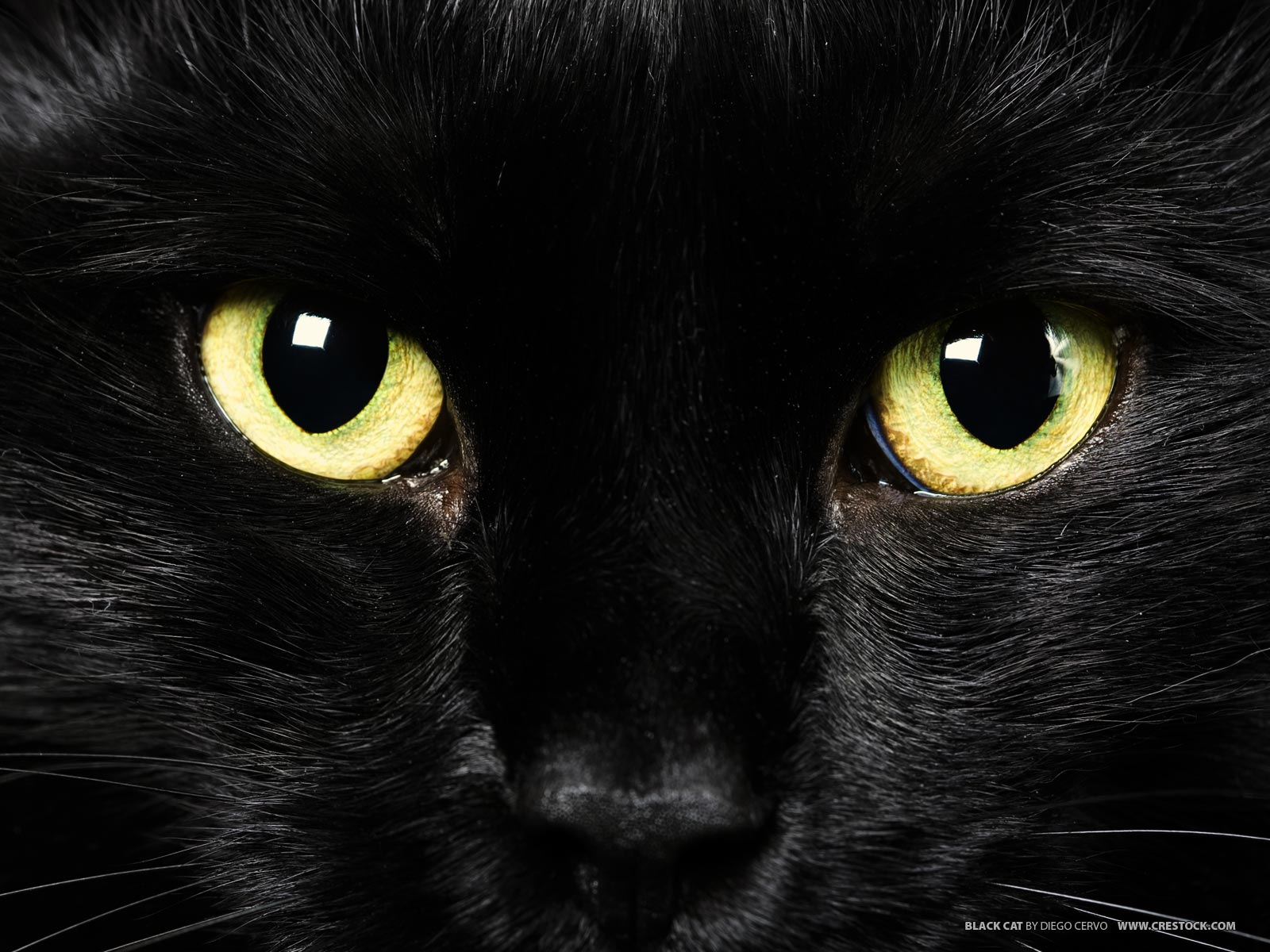 cats lover: Black Cats' Myths and Beliefs
