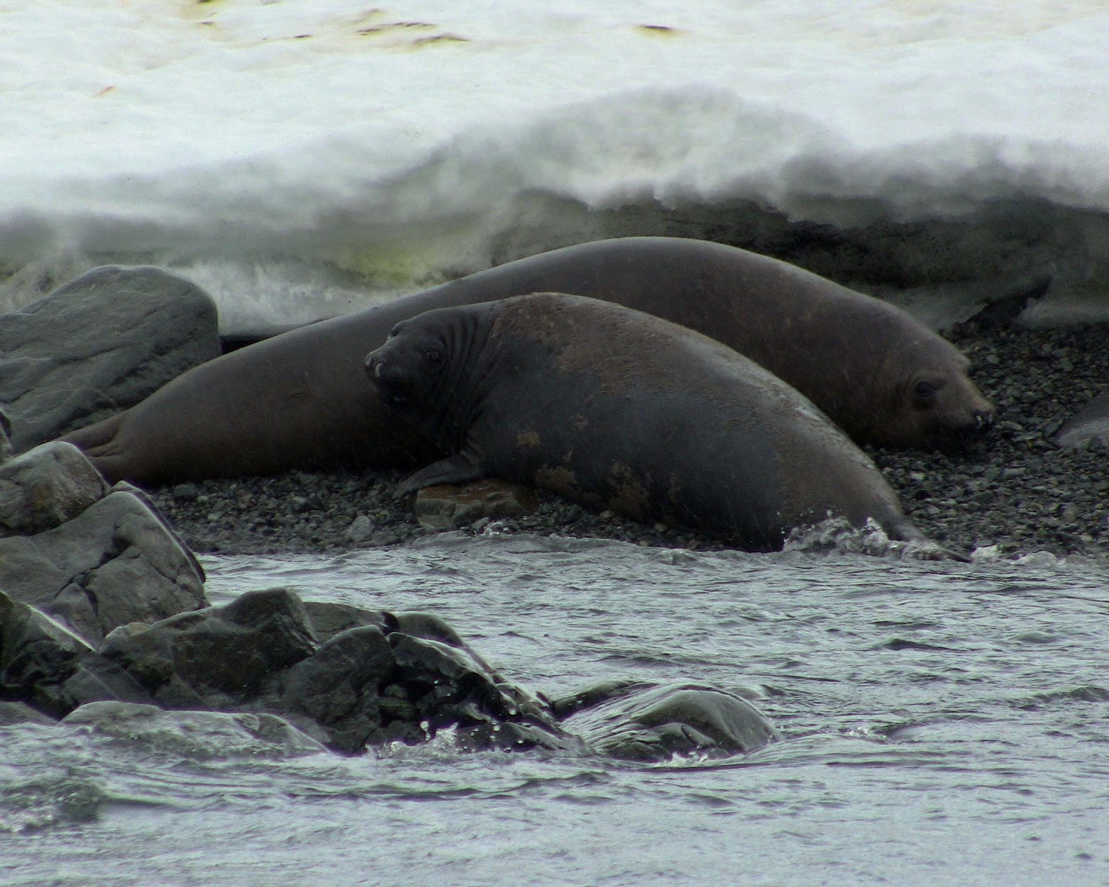 seals eating