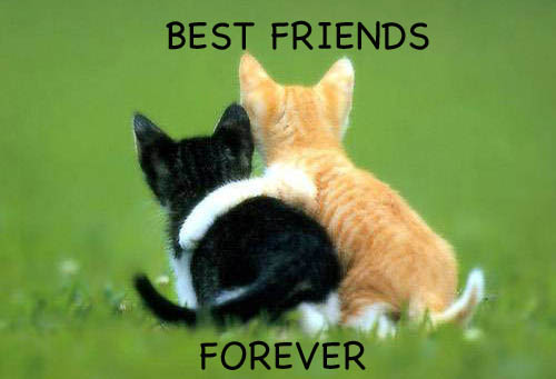 Best Friends Forever