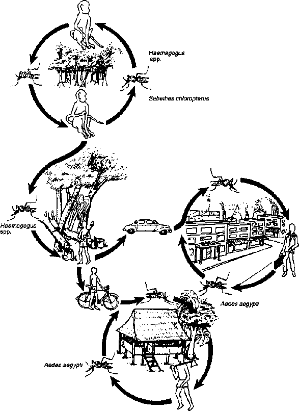 Infection Landscapes Yellow Fever