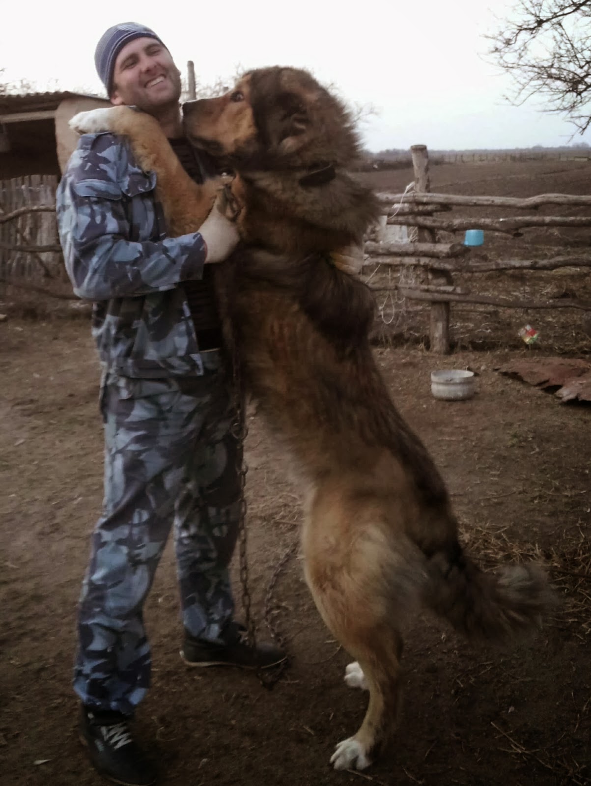 фото волкодава кавказского онлайн фото волкодава кавказского