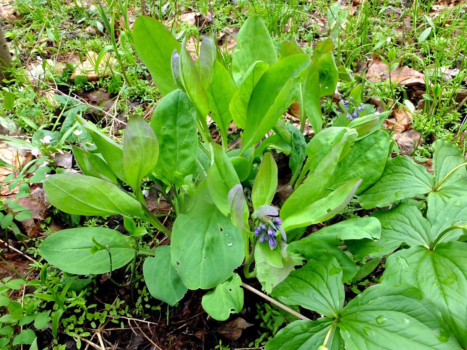 Plants Amaze Me: Riverside Park and Aman Park in Ottawa County, Michigan