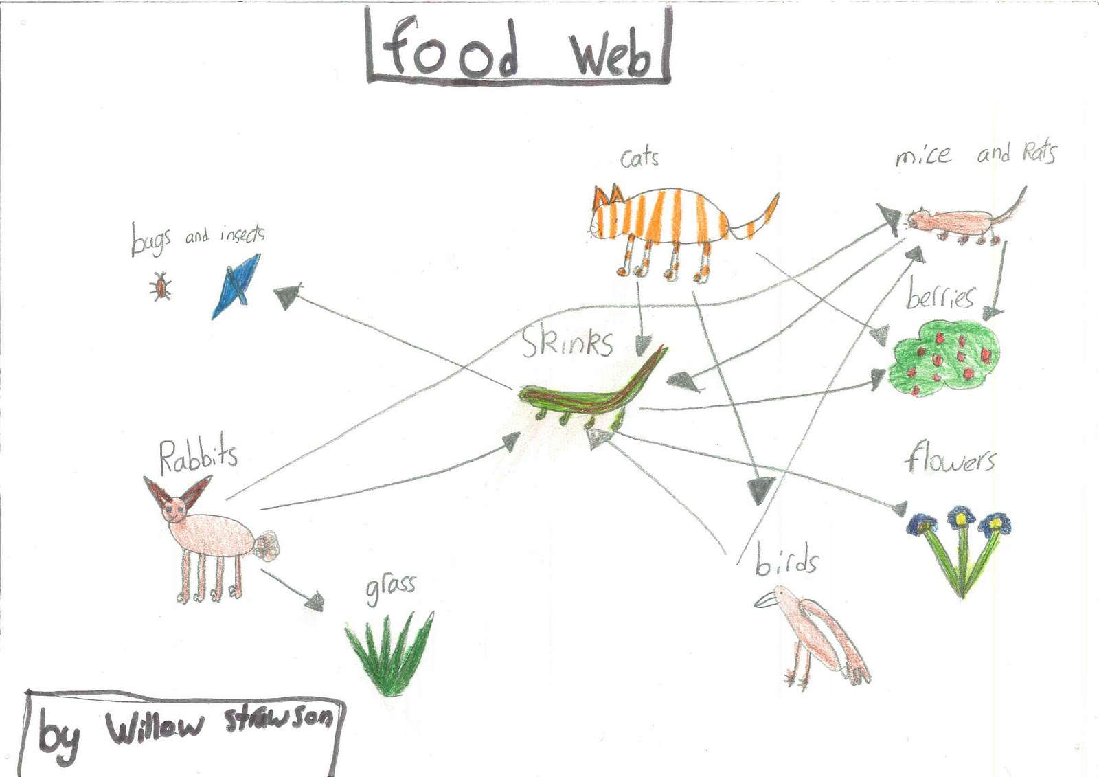 Room 6's Class Blog The Grand and Otago Skink