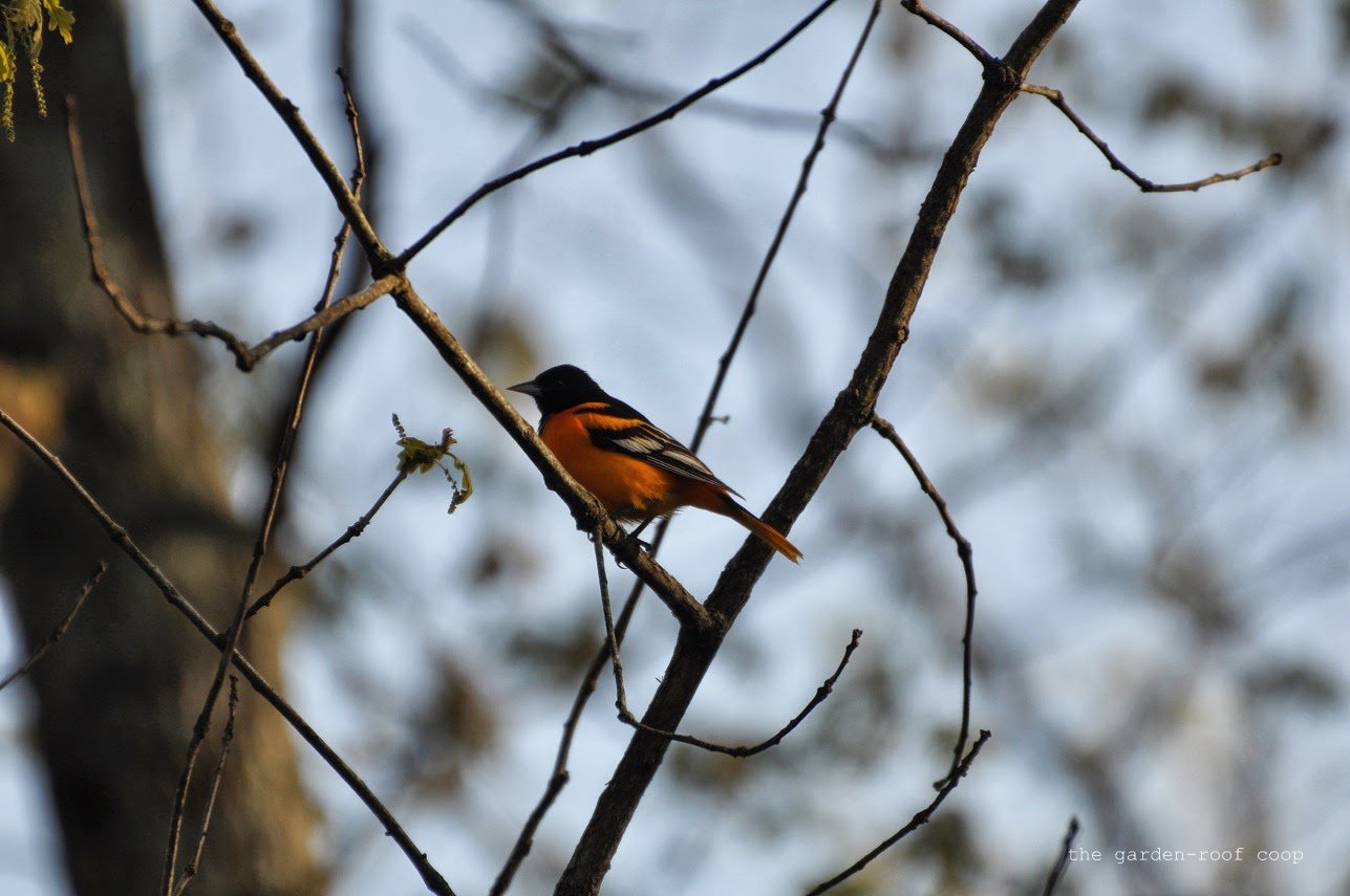 The Garden Roof Coop Diy Oriole Feeder